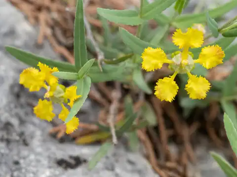 Foto dokumenter Aspicarpa hyssopifolia