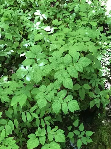 Foto dokumenter Astilbe biternata