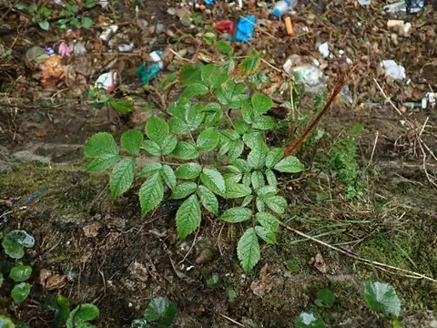 Foto dokumenter Astilbe rivularis