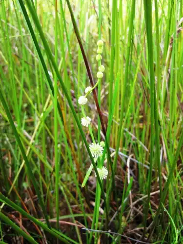 Foto dokumenter Sparganium subglobosum