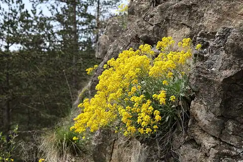 Foto dokumenter Aurinia saxatilis