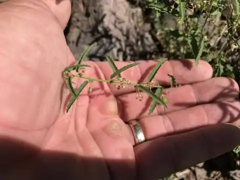 Foto dokumenter Ayenia filiformis