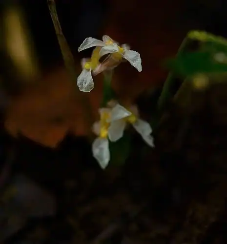 Foto dokumenter Stachyphrynium spicatum