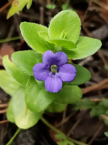 Foto dokumenter Bacopa caroliniana
