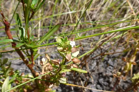 Foto dokumenter Bacopa floribunda