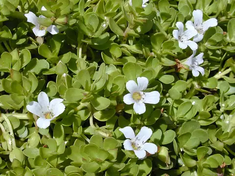 Foto dokumenter Bacopa monnieri
