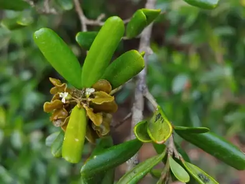 Foto dokumenter Badiera penaea