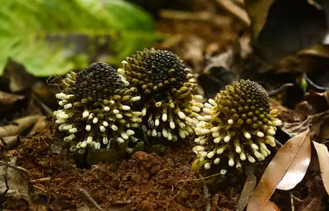 Foto dokumenter Balanophora fungosa