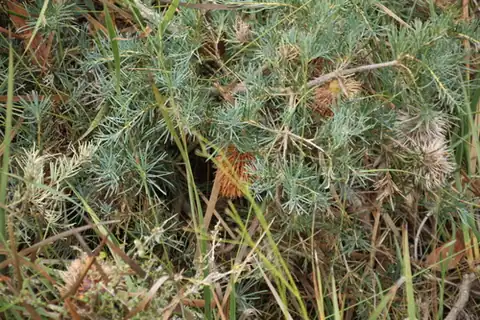 Foto dokumenter Banksia nutans