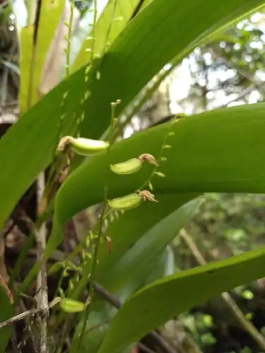 Foto dokumenter Stelis gelida