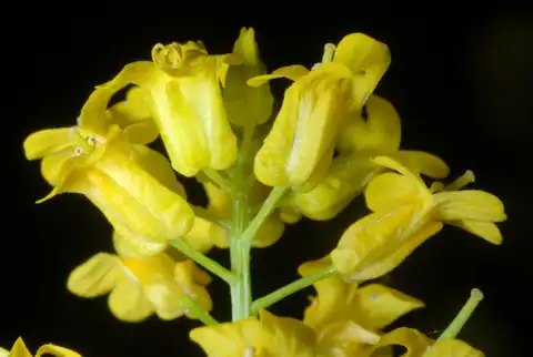 Foto dokumenter Barbarea vulgaris