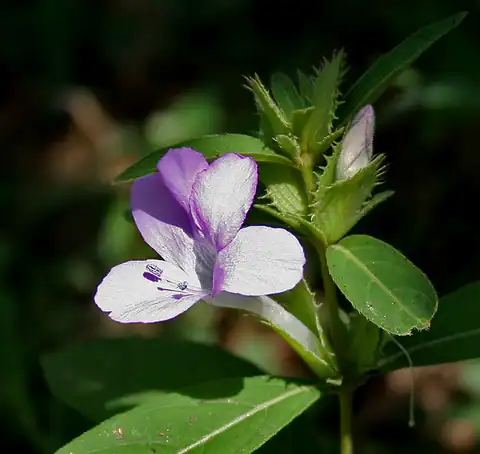 Foto dokumenter Barleria cristata