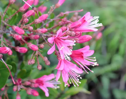 Foto dokumenter Bejaria aestuans