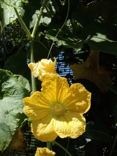 Foto dokumenter Benincasa hispida