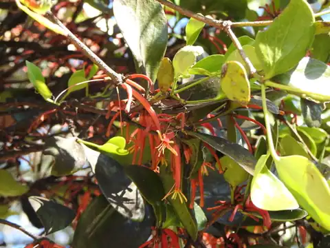 Foto dokumenter Benthamina alyxifolia