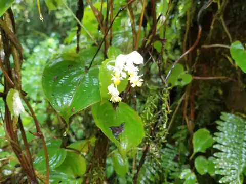 Foto dokumenter Streptolirion volubile