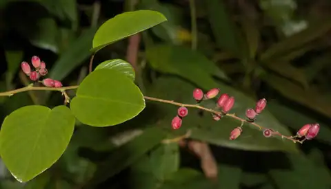 Foto dokumenter Berchemia floribunda