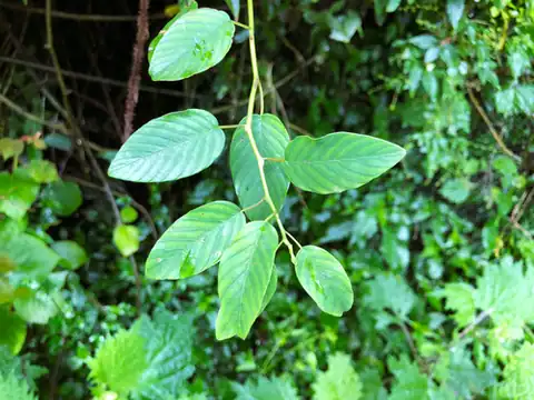 Foto dokumenter Berchemia formosana