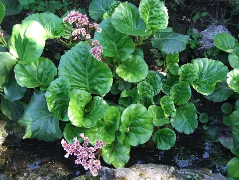 Foto dokumenter Bergenia crassifolia