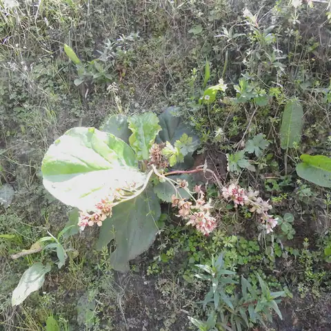 Foto dokumenter Bergenia pacumbis