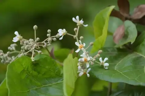 Foto dokumenter Berrya cordifolia