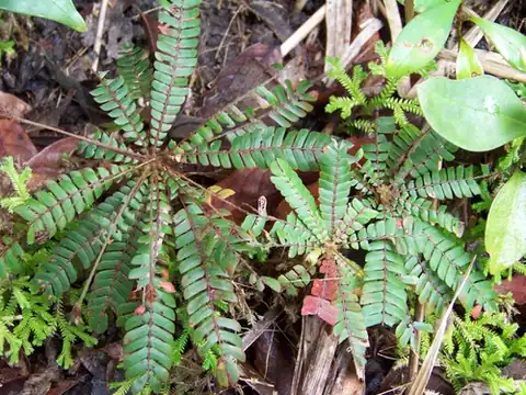 Foto dokumenter Biophytum dendroides