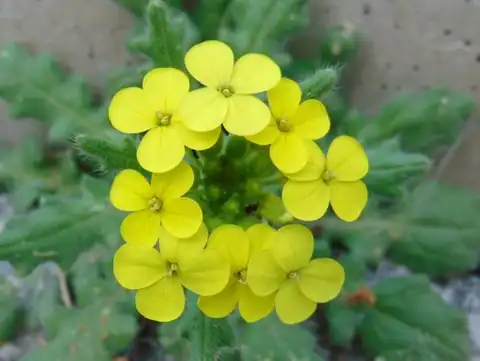 Foto dokumenter Biscutella cichoriifolia