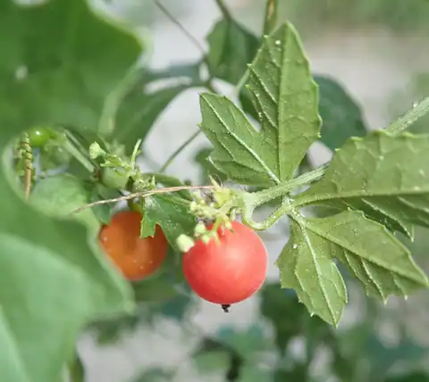 Foto dokumenter Blastania cerasiformis