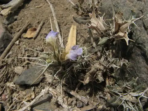 Foto dokumenter Blepharis edulis
