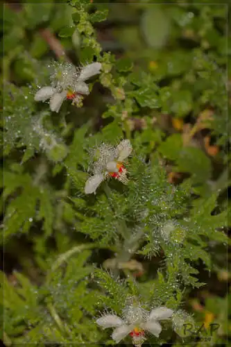Foto dokumenter Blumenbachia insignis