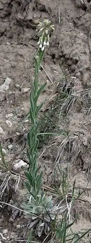 Foto dokumenter Boechera collinsii