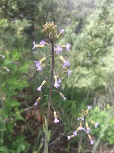 Foto dokumenter Boechera divaricarpa