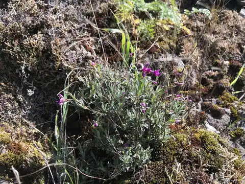 Foto dokumenter Boechera koehleri
