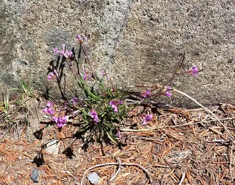 Foto dokumenter Boechera lyallii