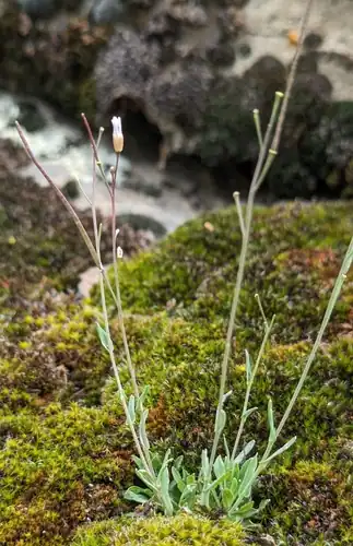 Foto dokumenter Boechera microphylla