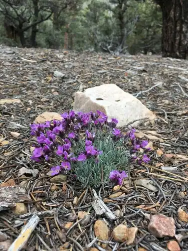 Foto dokumenter Boechera parishii