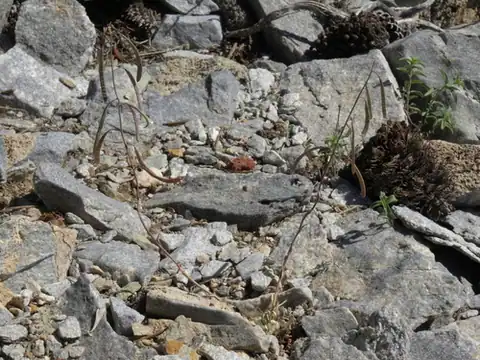 Foto dokumenter Boechera pendulina