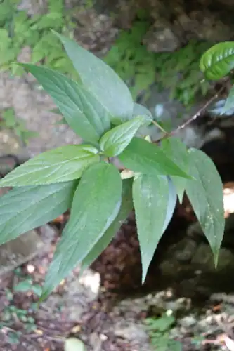 Foto dokumenter Boehmeria zollingeriana