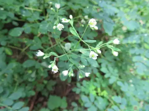 Foto dokumenter Boenninghausenia albiflora