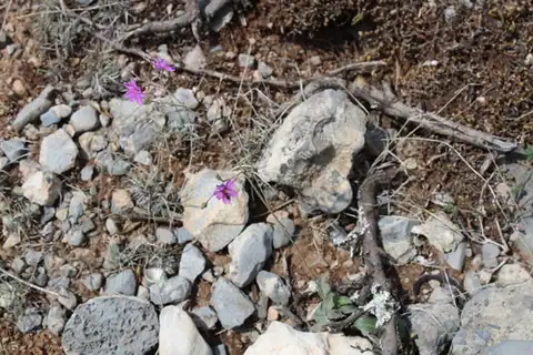 Foto dokumenter Boerhavia anisophylla