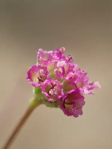 Foto dokumenter Boerhavia diffusa