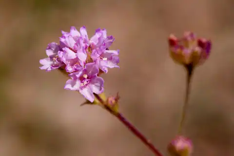 Foto dokumenter Boerhavia purpurascens