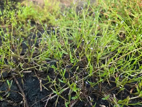 Foto dokumenter Bonnaya tenuifolia