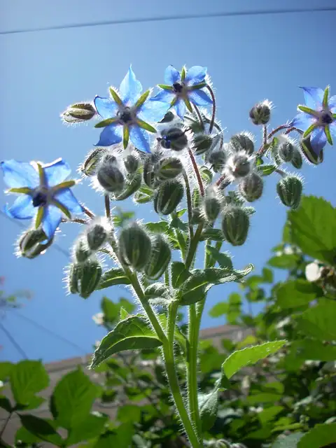Foto dokumenter Borago officinalis