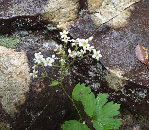 Foto dokumenter Boykinia aconitifolia