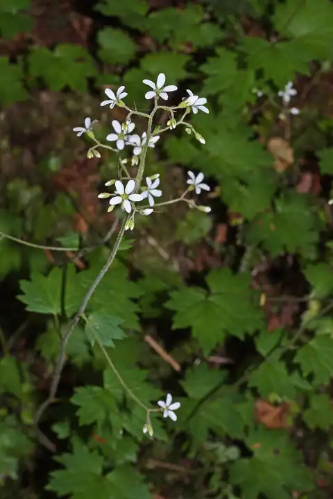 Foto dokumenter Boykinia occidentalis