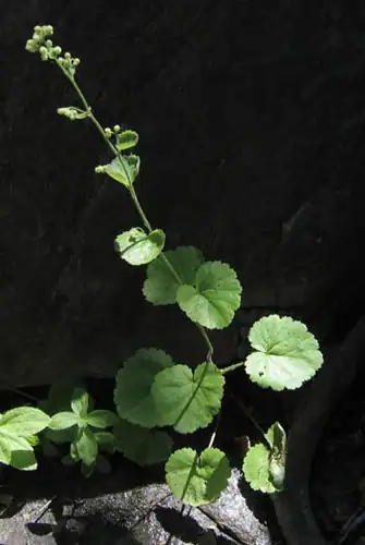 Foto dokumenter Boykinia rotundifolia