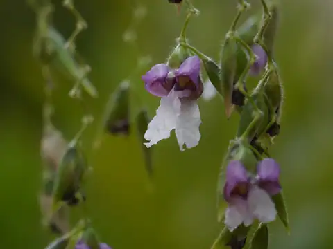 Foto dokumenter Thalia geniculata