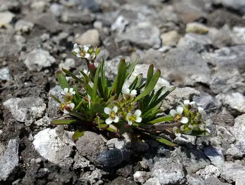 Foto dokumenter Braya fernaldii