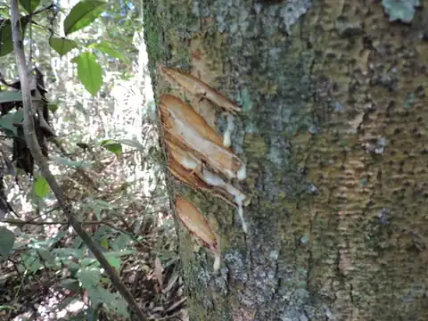 Foto dokumenter Brosimum lactescens